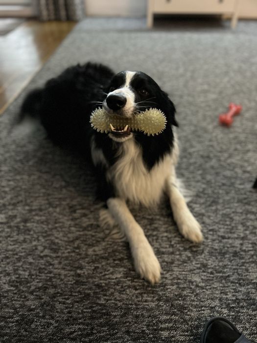 COLTRIEVER-Golden Retriever+Border Collie Jedyne w Polsce Suczka