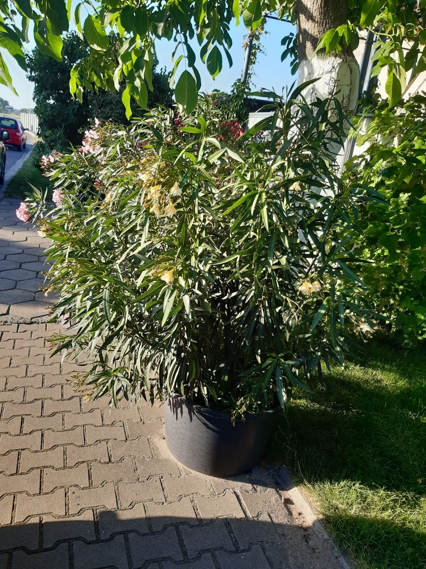 Oleander różowy  biały  żółty czerrony