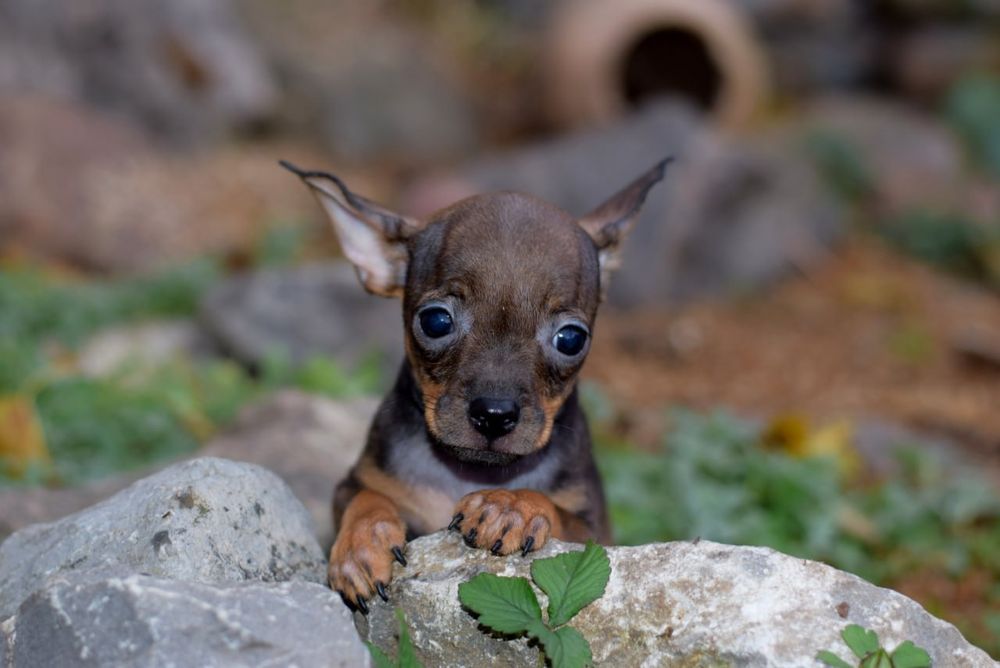 Мальчик той терьер