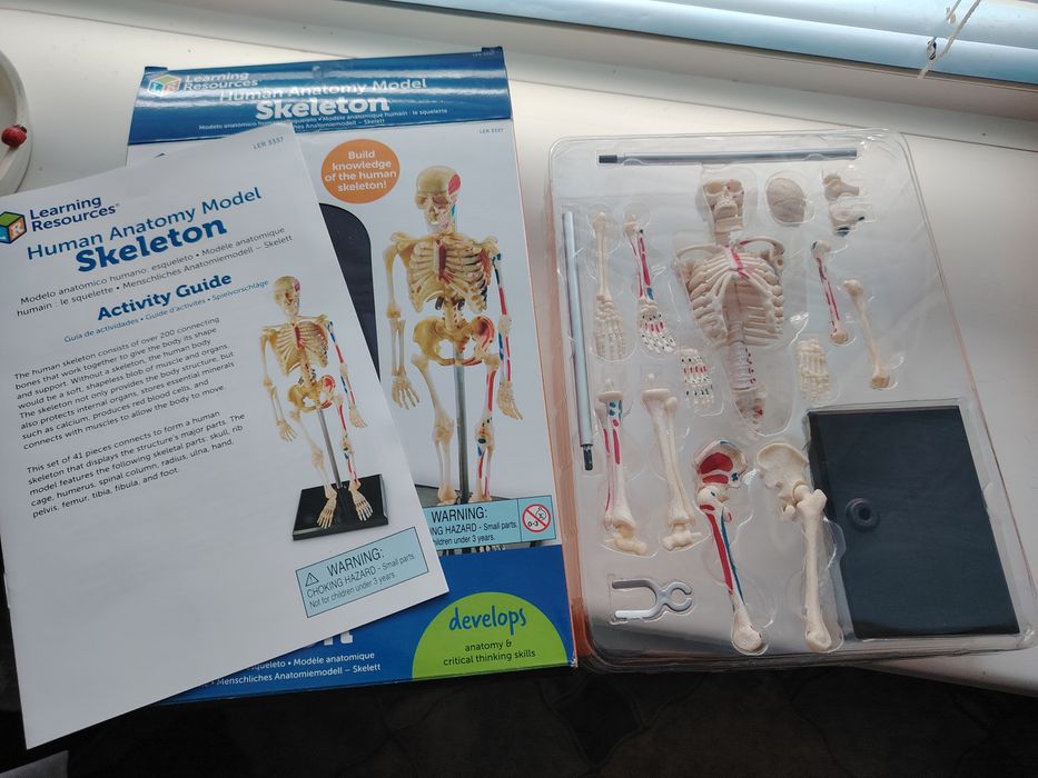 Скелет человека!