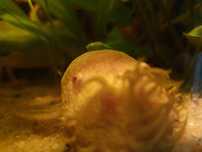 Ancistrus albinos