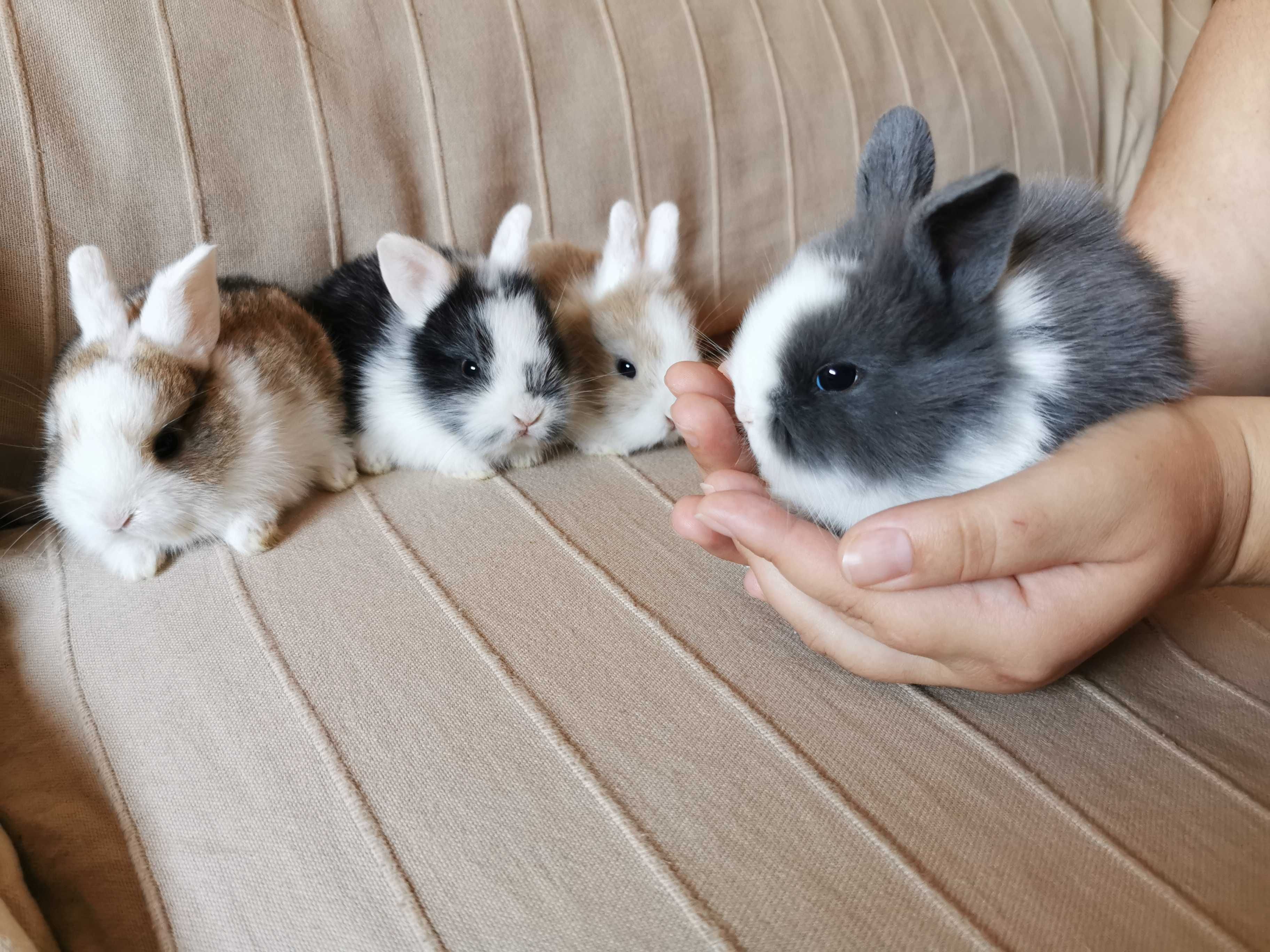 KIT Coelhos anões teddy, angorá e holandês mini muito fofos