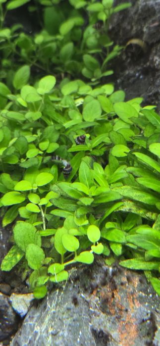 Caracol Assassino (Anetome Helena)