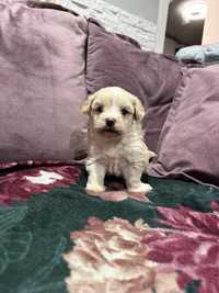 Maltipoo sunia  F1