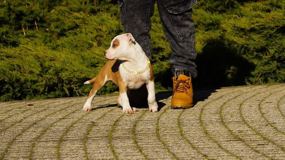 Piękna suczka Amstaff, Lilka z rodowodem,  szczeniak