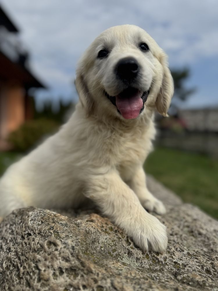 Sunia - Golden Retriever
