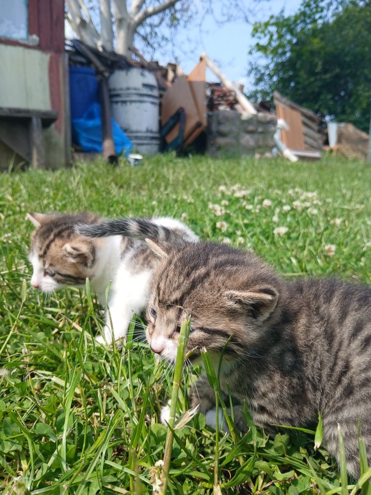 Oddam kotka w dobre ręce