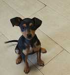 Pinscher miniatura fêmea