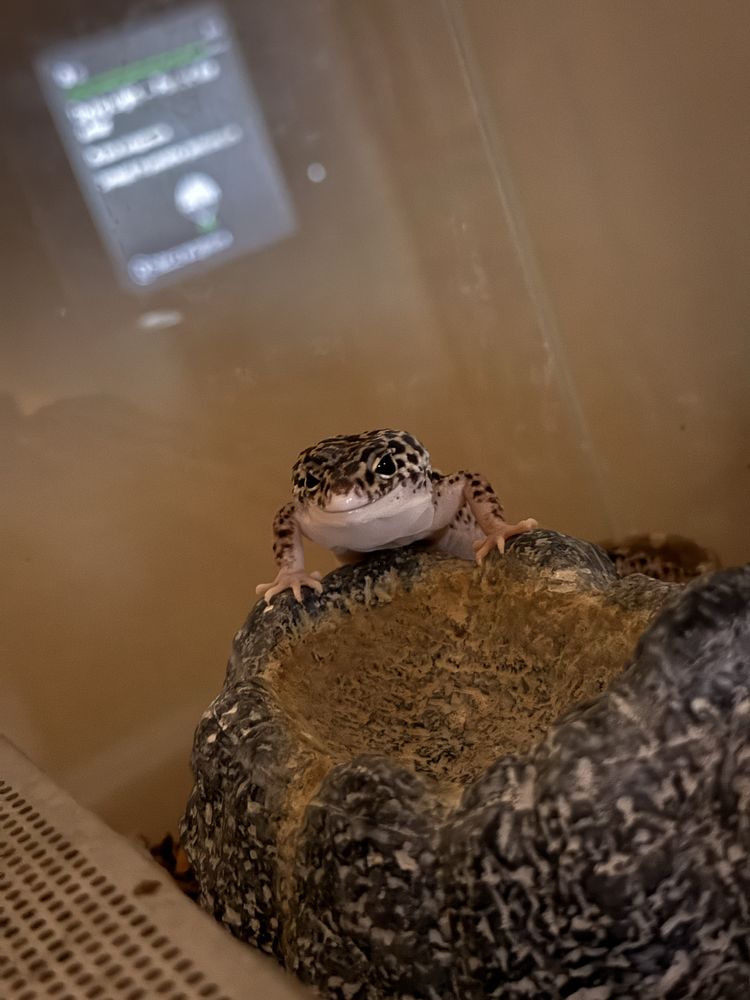 Eublefar lamparci + terrarium 100x40x40 + termostat Trixie PRO II