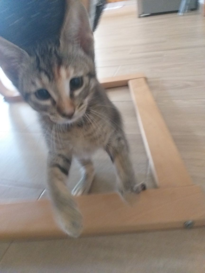 Gatinhas para adoção