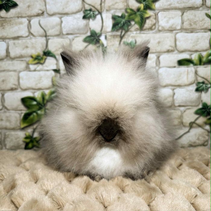 Króliczki miniaturki Karzełki Teddy