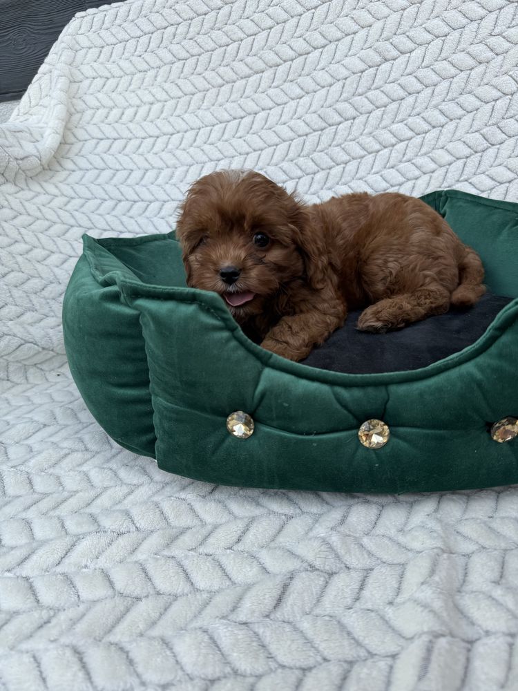 Cavapoo F1 GOTOWY DO ODBIORU pudel toy, cavalier