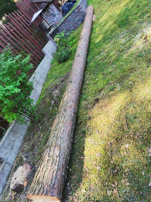 Sosna tartaczna surowa 4 sztuki 3 zdjecia