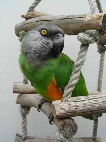 Папуга Сенегал, пташенята ручні різної статі