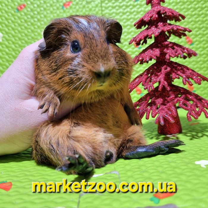 Ваш ідеальний пухнастий друг уже чекає на вас!