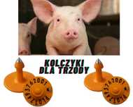 kolczyki trzodowe z numerem agencyjnym