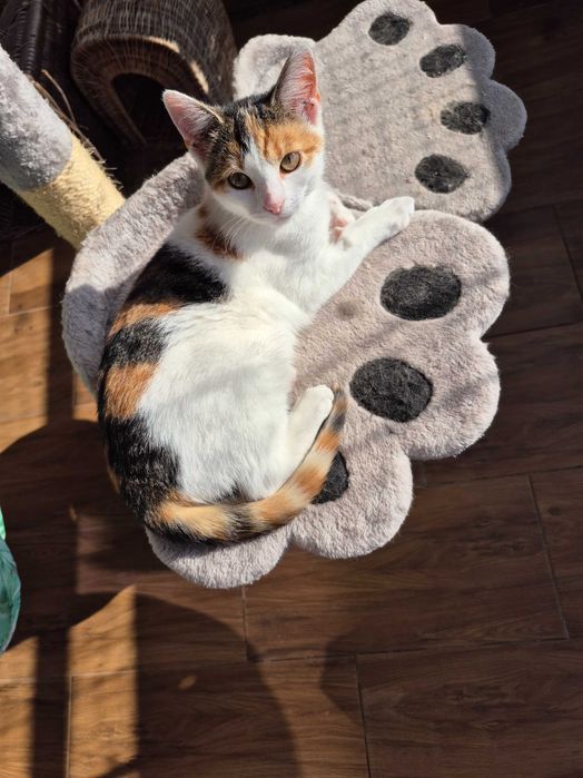 Jutrzenka czeka na dom