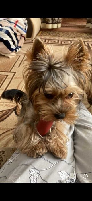 Красавчик йорк ищет невесту