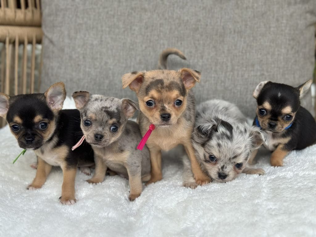 Sliczny chlopiec Chihuahua