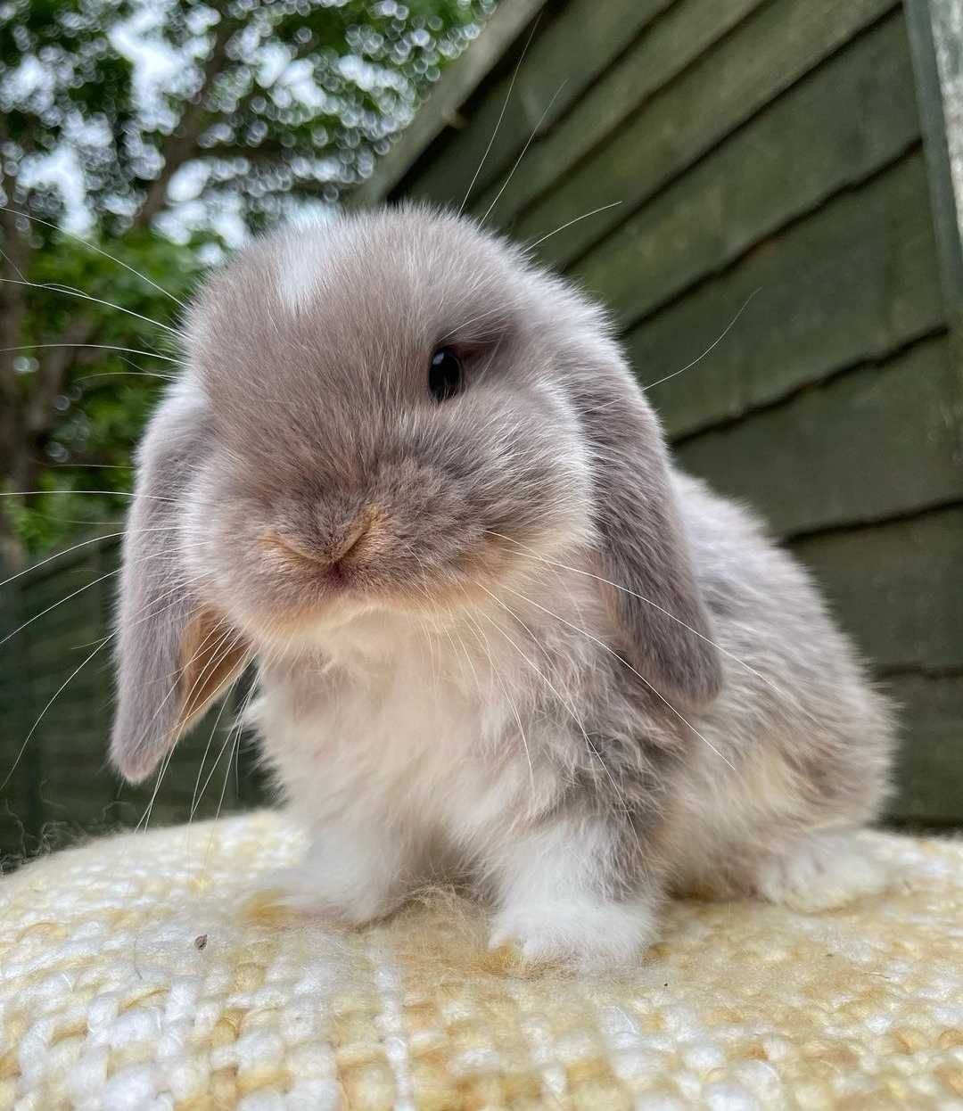 KIT Coelhos anões orelhudos, mini lop adoráveis e super dóceis