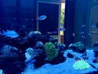 Ryba chromis viridis  akwarium morskie