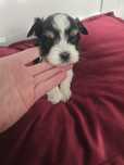 Sliczny piesek Morkie