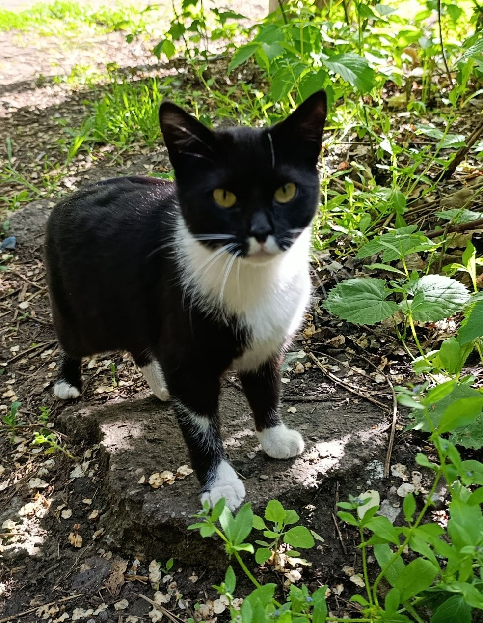 Кошечка ищет дом