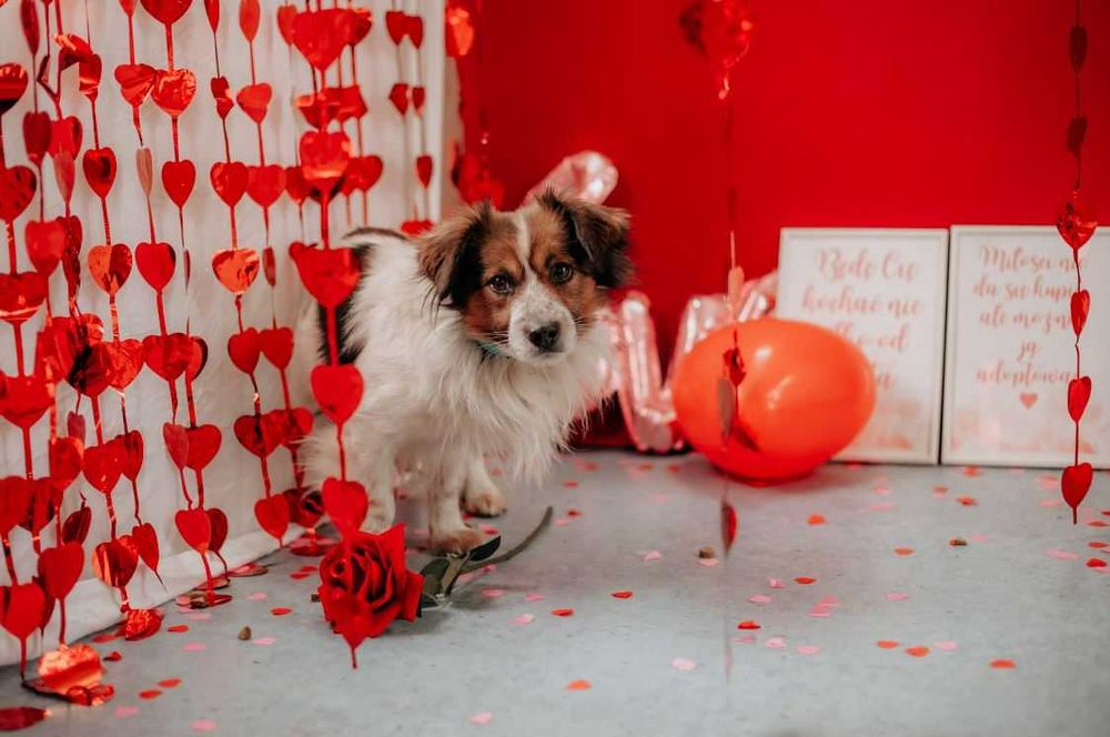 Delikatny, wrażliwy Fropek potrzebuje czasu i poczucia bezpieczeństwa