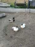 Kaczorki call duck