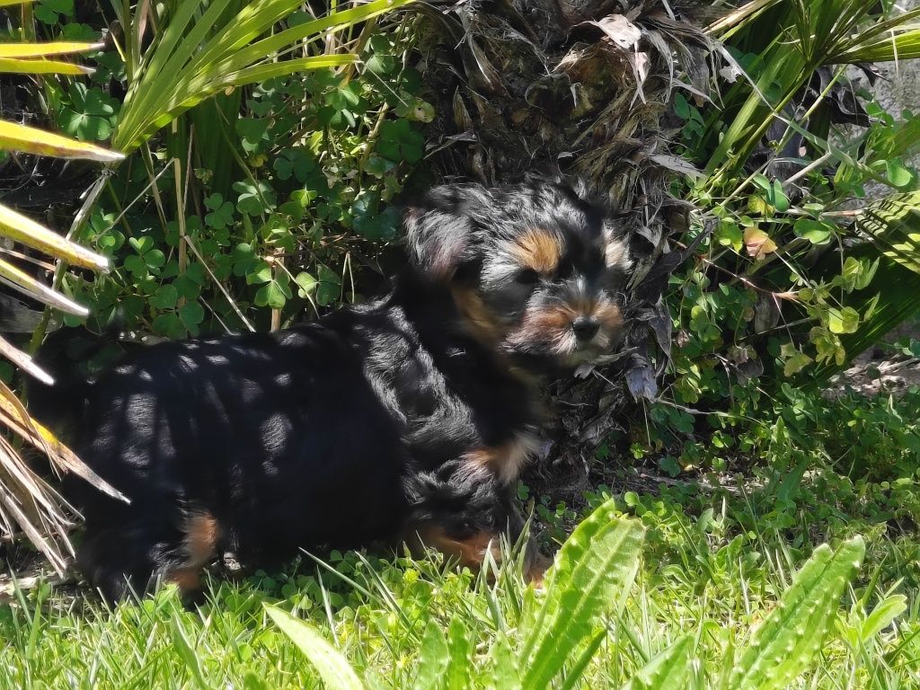 Yorkshire Terrier machinho