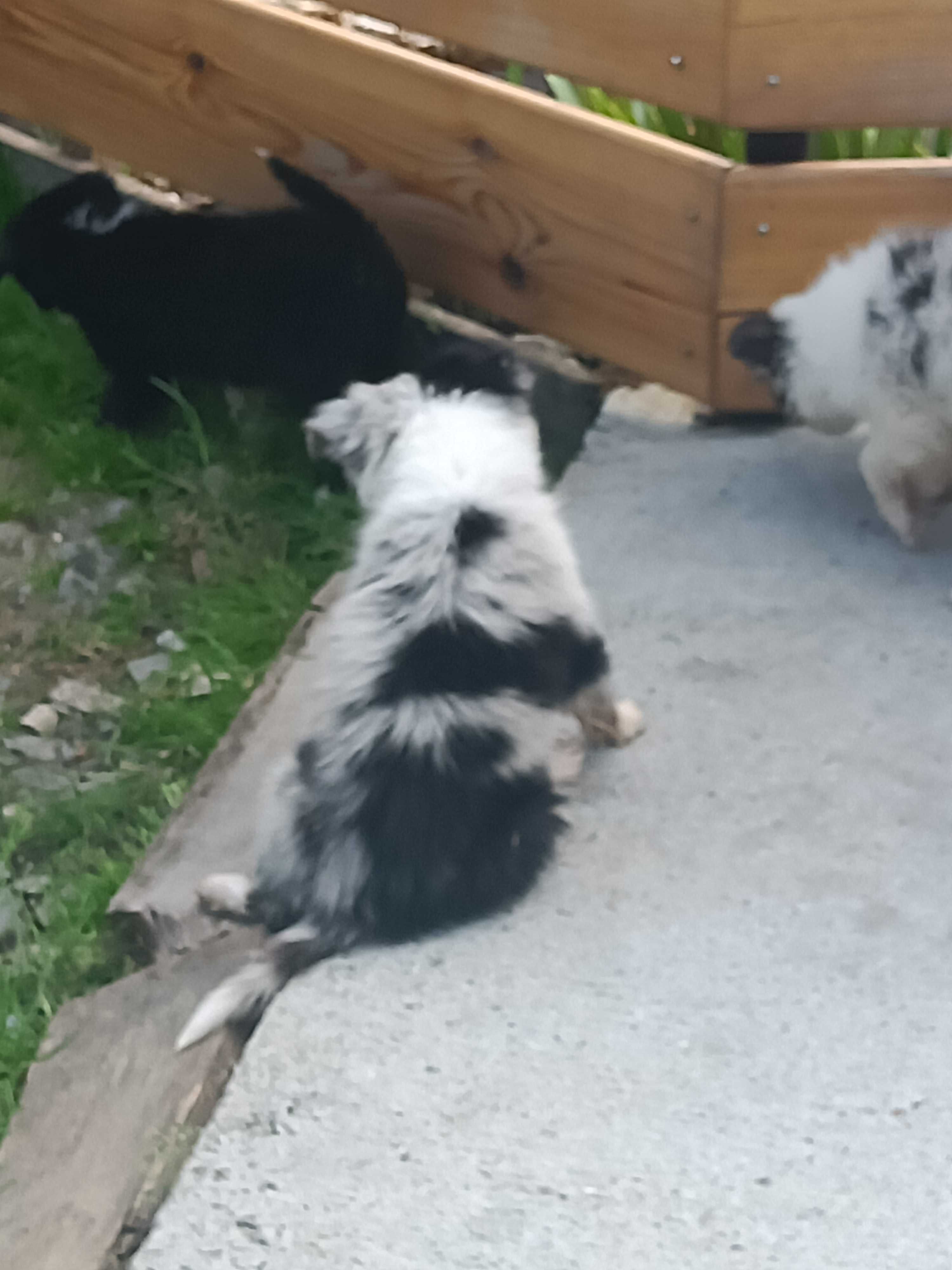 Border Collie blu Merle Tri Color suczka