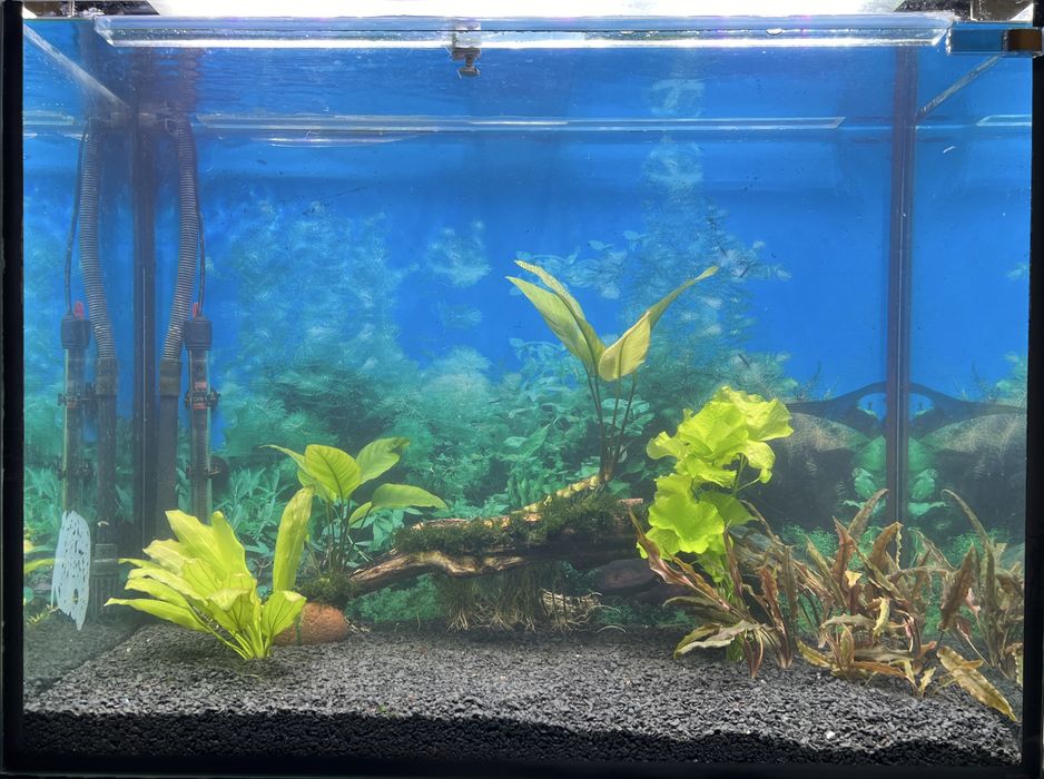 Акваруім 150 л комплект з обладнання Фіільтри Світло Київ Райдужний