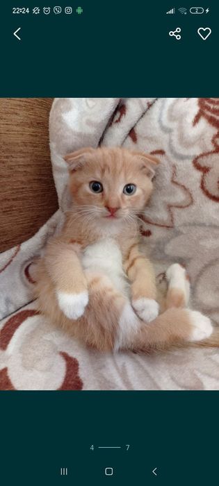 Кошеня, шотландське вислоухе,