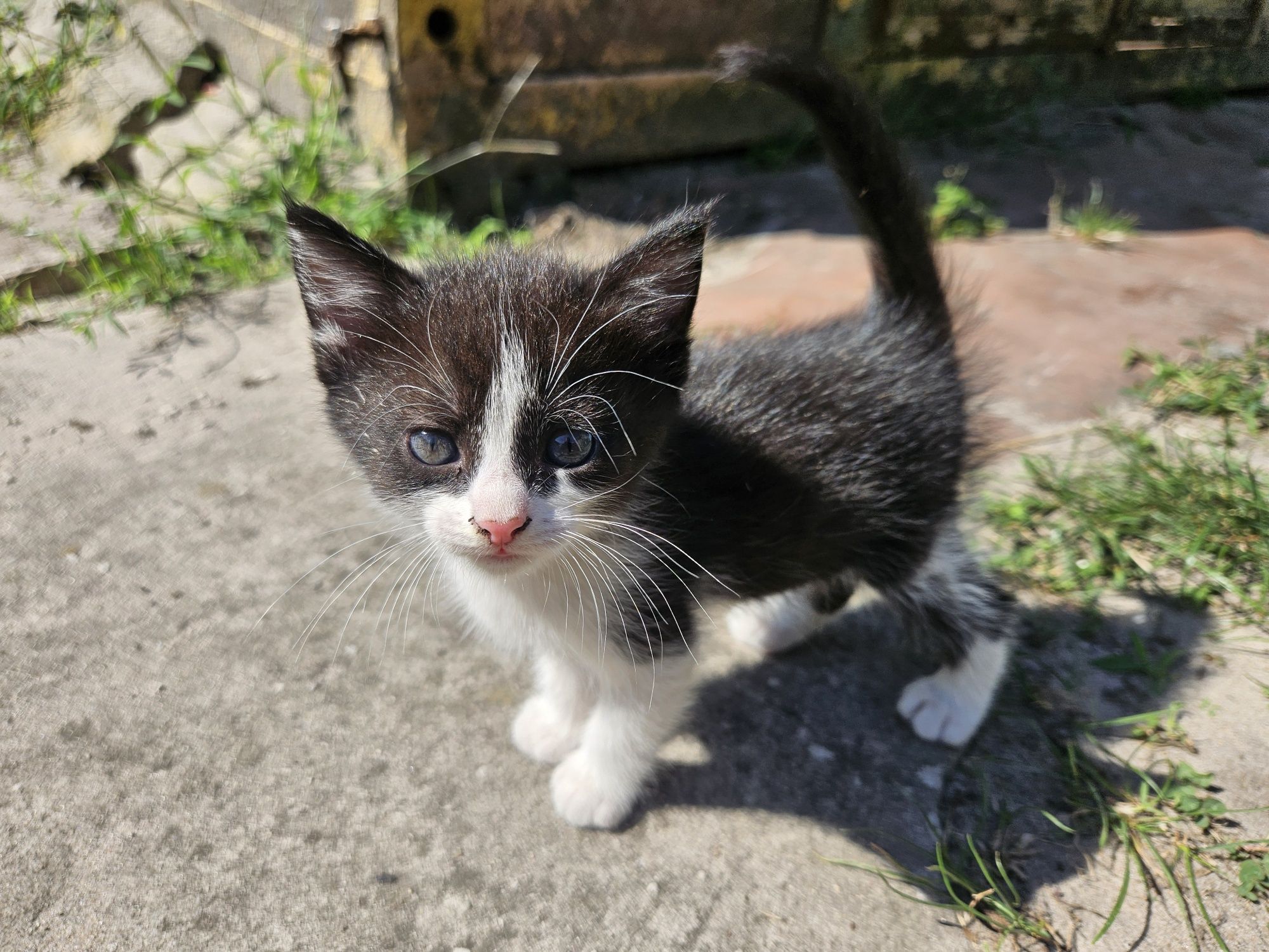 Котики в добрі руки