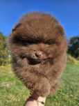 Zarezerwowany Szpic Miniaturowy (Pomeranian) piesek Monte