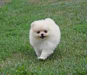Piesek Pomeranian- Olek- gotowy na kochający dom