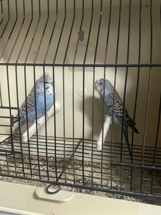 Ultimos 3 casais de periquiros + gaiolas