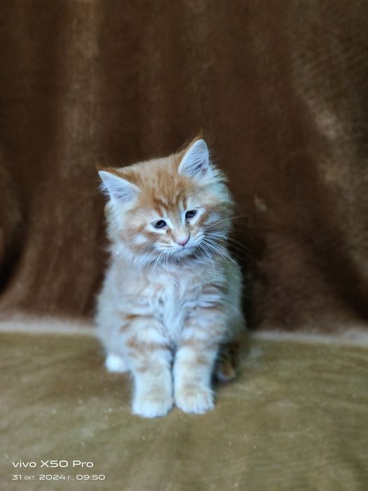 Ласковые мейнкунчики