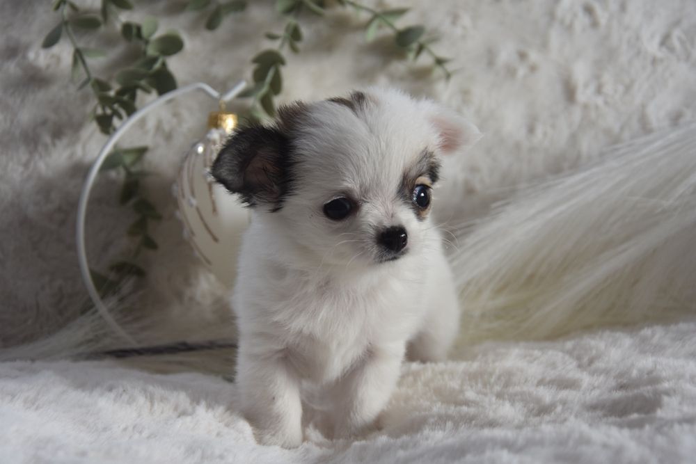 ELZA - Długowłosa Chihuahua