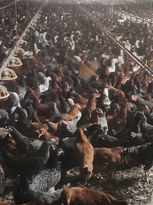 Kury szczepione zdrowe ! Nioski z wolnego wybiegu ! ZAPRASZAM !