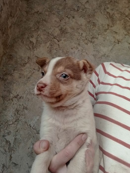 Щенок Бублик вакцинированный