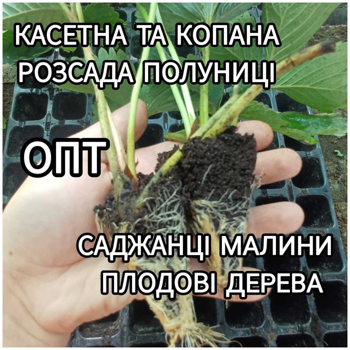 Розсада Полуниці Саджанці Малини Плодові дерева Рассада Клубники