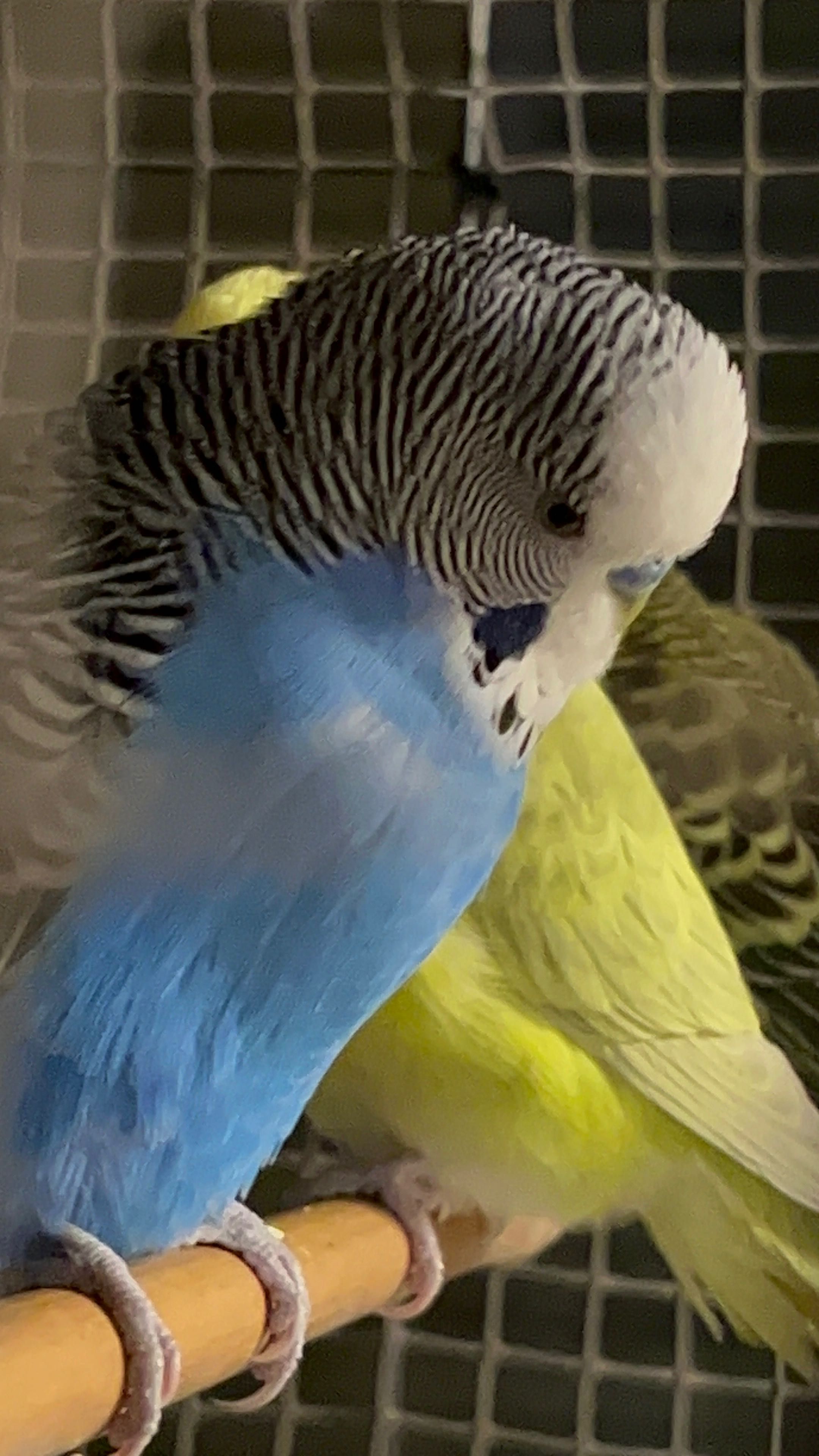 Papużki faliste kolorowe