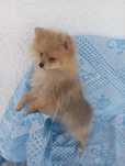 Sptz alemão (Lulu da Pomerânia) macho