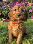 Irish doodle  sliczna suszka Seter irlandzki i pudel