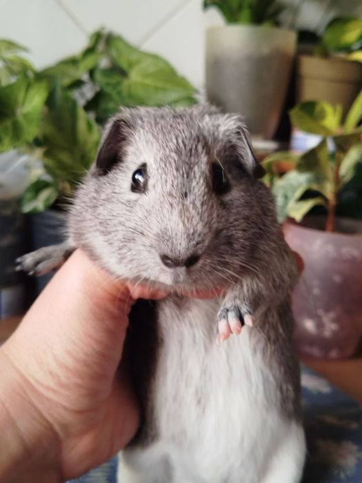 Морська свинка хлопчик