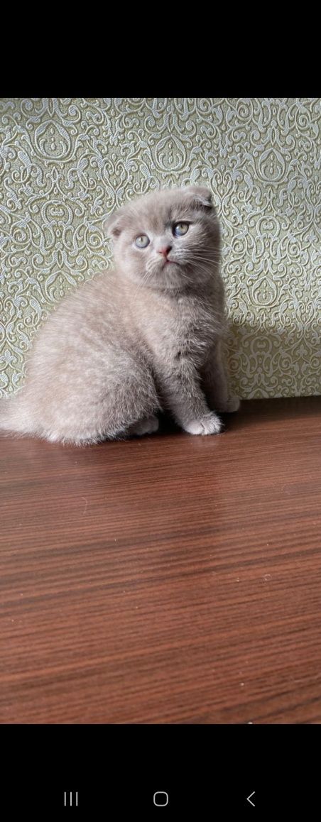 Gatinho Scottich fold