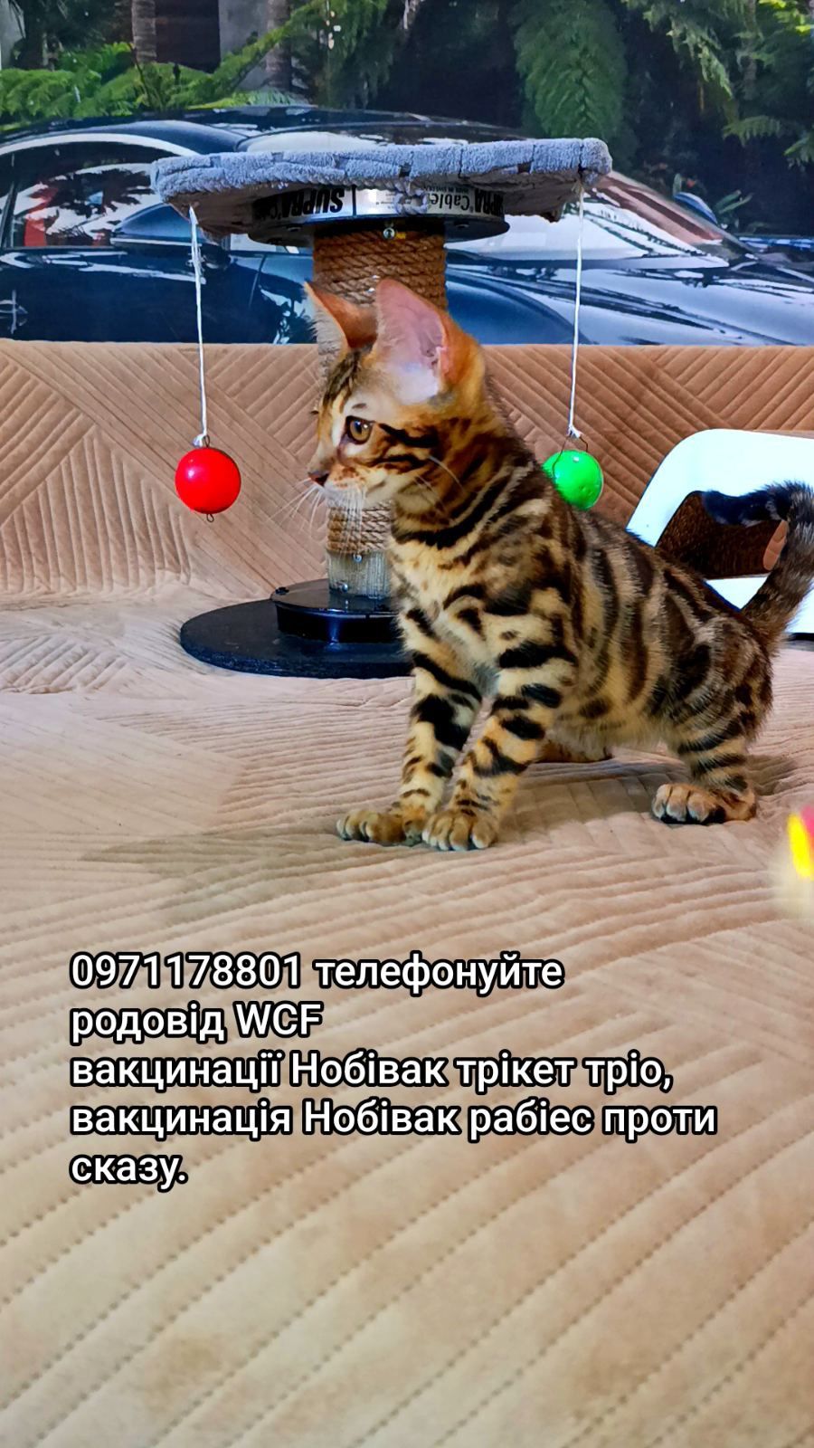 Пропонується високопородні бенгальські-леопардики