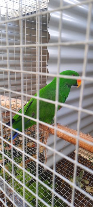 Ecletus Roratus macho