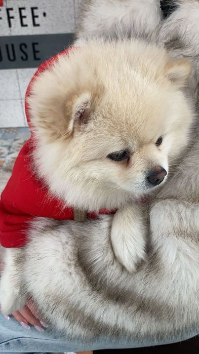 Померанський шпіц вʼязка